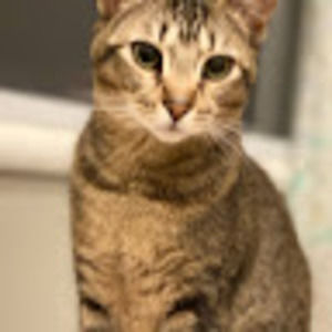 Meet your Posher, Xiaomu